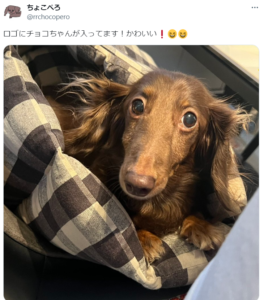 ちょこぺろの愛犬チョコ